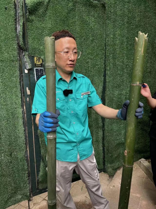 要备案，有专区！在北京动物园直播“顶流”熊猫有规矩，违规三次就禁播