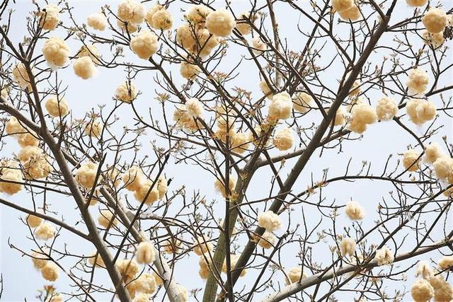 路边的美丽异木棉树枝上挂满成熟果实 引市民围观