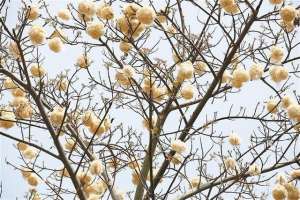 燃情似火女主播们种子(路边的美丽异木棉树枝上挂满成熟果实 引市民围观)