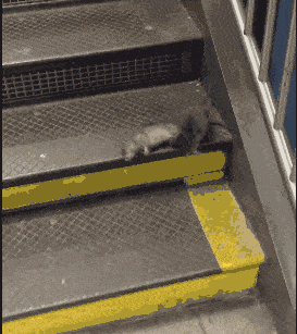 “弟弟的女同学才初一，都这么早熟了吗？”哈哈哈