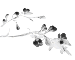 全国网友都在看自己的脚底板！医生：长了这个要人命