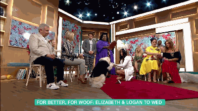 200多次相亲无果 49岁女模嫁6岁爱犬 电视台直播：婚礼画风如何？