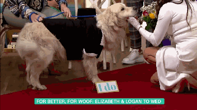 200多次相亲无果 49岁女模嫁6岁爱犬 电视台直播：婚礼画风如何？