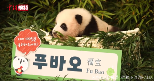 韩国女团BLACKPINK不戴口罩手套摸熊猫，中国网友怒了