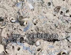 女主播塞泥鳅(湖北女子野外挖泥鳅，被500万人观看，挖太多被质疑：自己放的？)