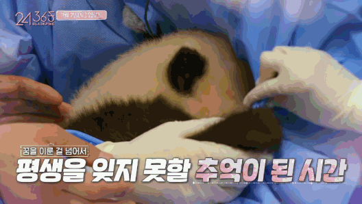 韩国女团BLACKPINK不戴口罩手套摸熊猫，中国网友怒了