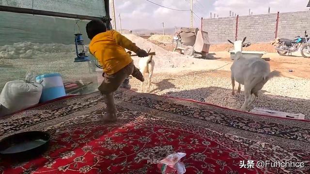 伊朗法院的误判？米娜与前夫的较量背后，孩子们的命运何去何从？