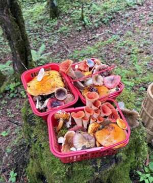 户外女主播解压码(采蘑菇也“成团”：“菇勇者”暑期涌入，旅行社定制路线抢人)