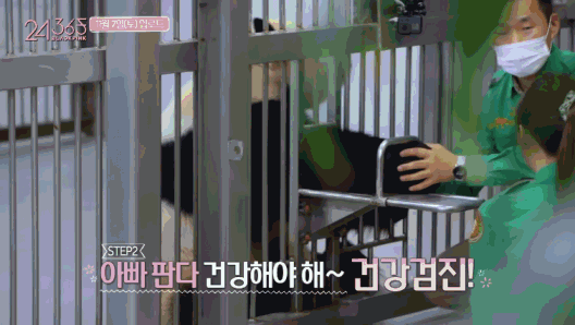 韩国女团BLACKPINK不戴口罩手套摸熊猫，中国网友怒了