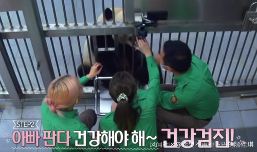 韩国女团BLACKPINK不戴口罩手套摸熊猫，中国网友怒了