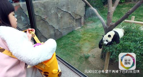 韩国女团BLACKPINK不戴口罩手套摸熊猫，中国网友怒了