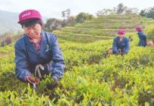 滴滴女主播水仙视频(漳平水仙：小众茶也能大发展)