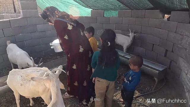 伊朗法院的误判？米娜与前夫的较量背后，孩子们的命运何去何从？