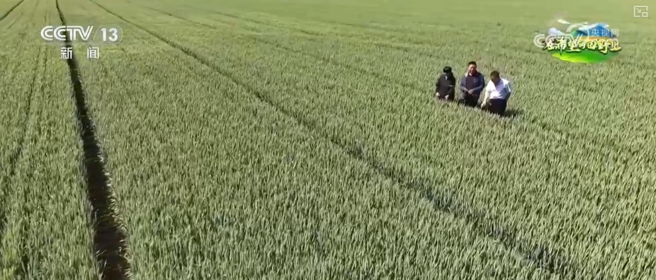 “把脉会诊”助力智慧田管 “数智”良方夺高产 农业焕发新活力