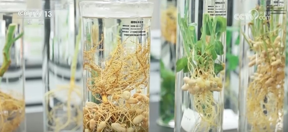 农业“大脑”护航“三夏”跑出加速度 紧盯产粮目标端牢中国人自己饭碗