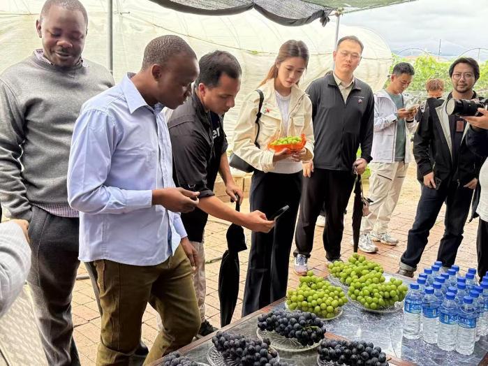 雨润苍洱，智绘农图：拼多多助力数字农业创新训练营以深耕农研初心