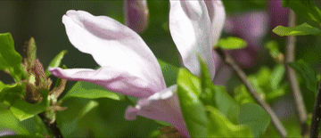 习近平与外国友人的故事|花开满树情常在