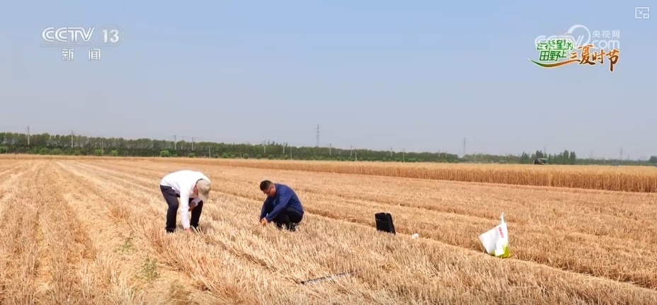 农业“大脑”护航“三夏”跑出加速度 紧盯产粮目标端牢中国人自己饭碗