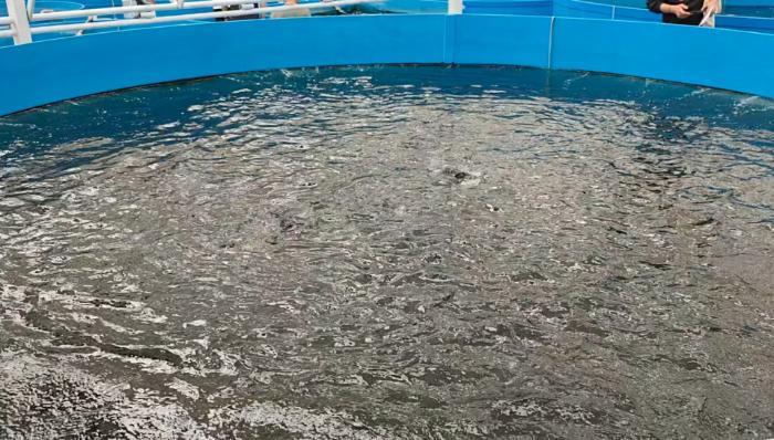 活力中国调研行丨来到这家“植物工厂”,就知道智慧农业究竟有多炫酷