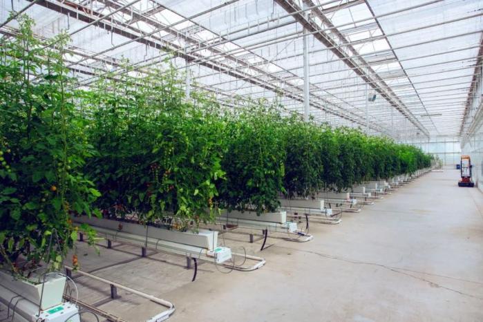 活力中国调研行丨来到这家“植物工厂”,就知道智慧农业究竟有多炫酷