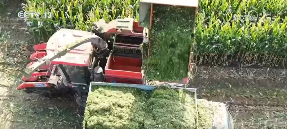 “粮饲双收”“一塘多收”……新技术“大显身手”绘就秋日别样好“丰”景