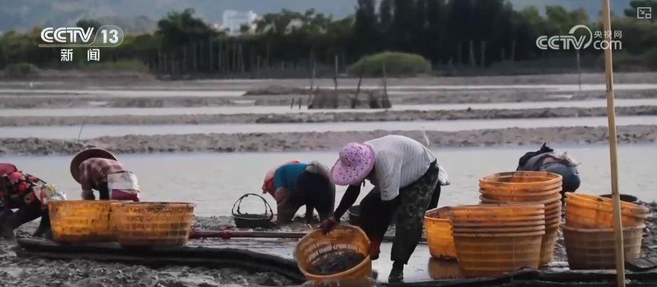 “粮饲双收”“一塘多收”……新技术“大显身手”绘就秋日别样好“丰”景