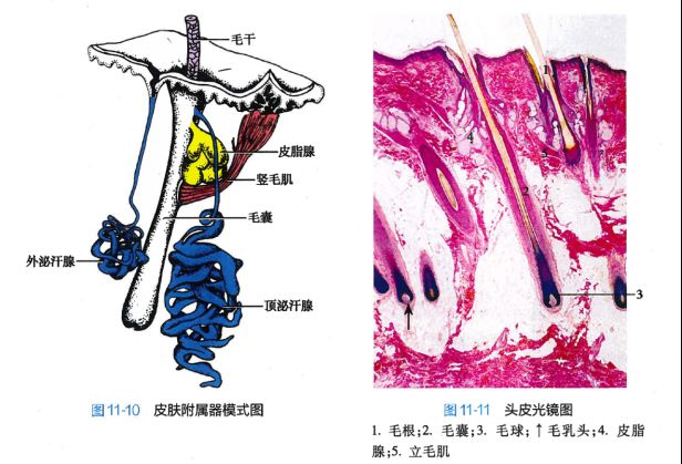 白头发拔一根长三根？到底能不能拔？终于弄清楚了！