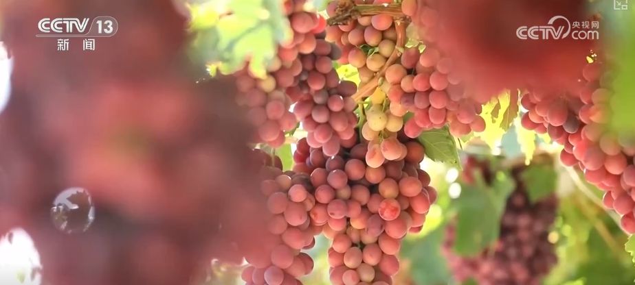 “粮饲双收”“一塘多收”……新技术“大显身手”绘就秋日别样好“丰”景