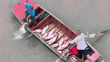 又是一年丰收时｜丰收时节享美景，农文商旅融合铺就乡村振兴画卷