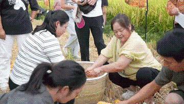 又是一年丰收时｜丰收时节享美景，农文商旅融合铺就乡村振兴画卷