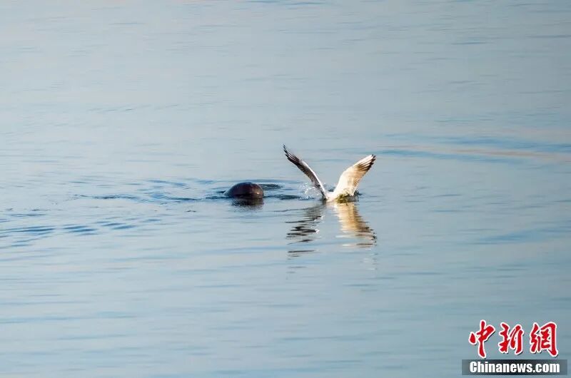 图为南昌“江豚湾”，江豚与江鸥争食。章斌 摄.jpg