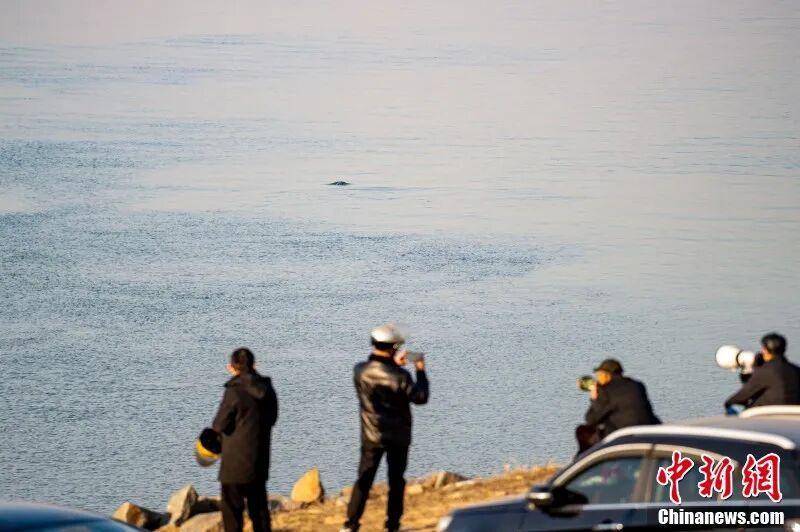 图为摄影爱好者在南昌“江豚湾”拍摄江豚。 章斌 摄.jpg