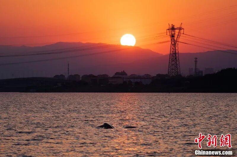 图为在南昌“江豚湾”，江豚畅游与夕阳构成美好画卷。章斌 摄.jpg