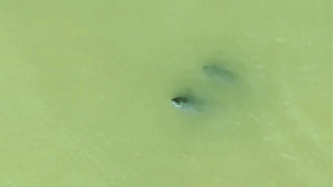 人这一辈子，一定要去一趟南昌看“微笑天使”！