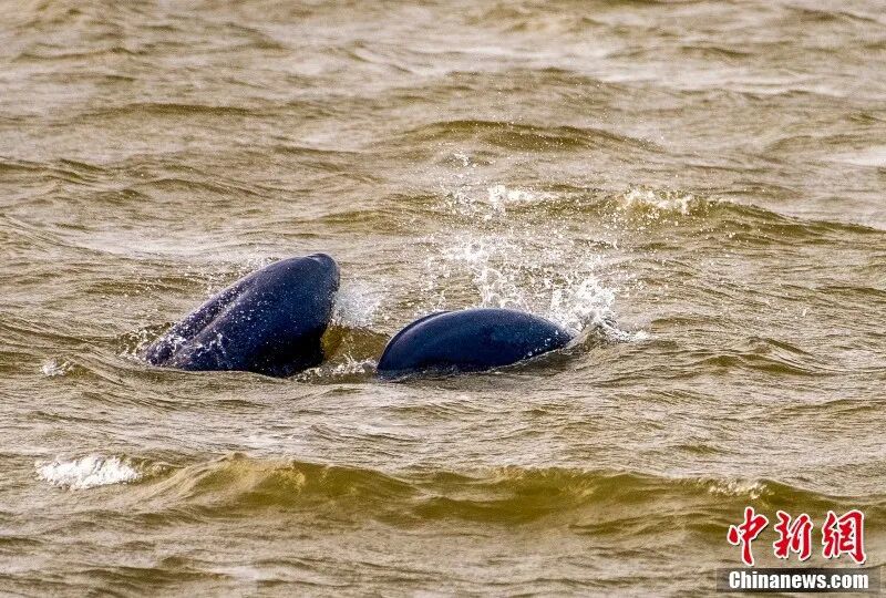 图为南昌“江豚湾”，江豚欢悦畅游。章斌 摄.jpg